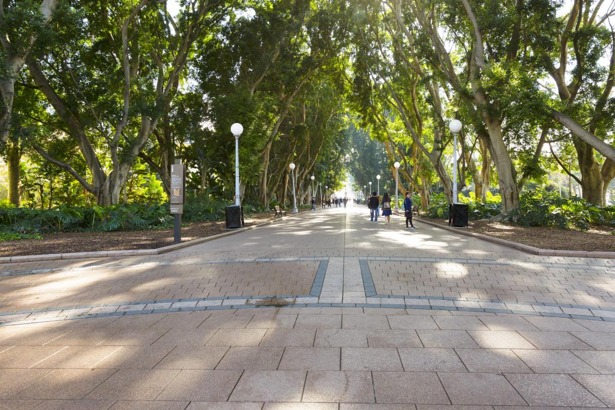 Tree-lined pedestrian pathway with paved surface and street lighting during daytime