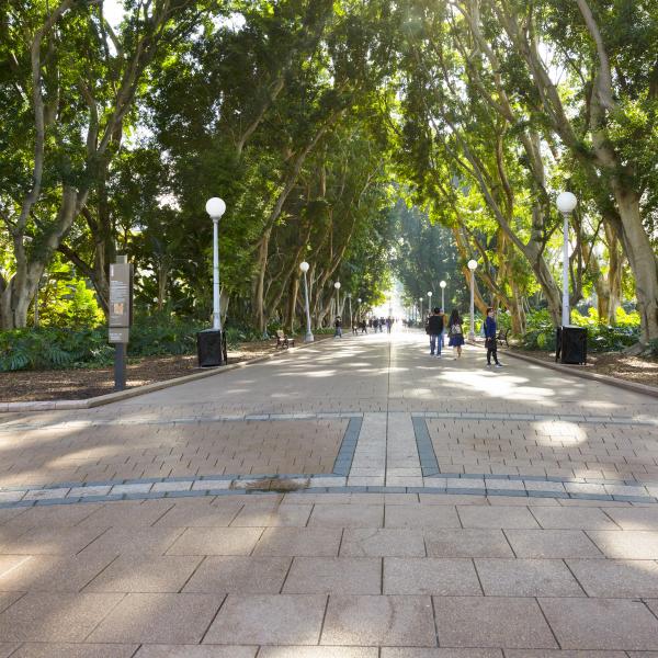 Tree-lined pedestrian pathway with paved surface and street lighting during daytime